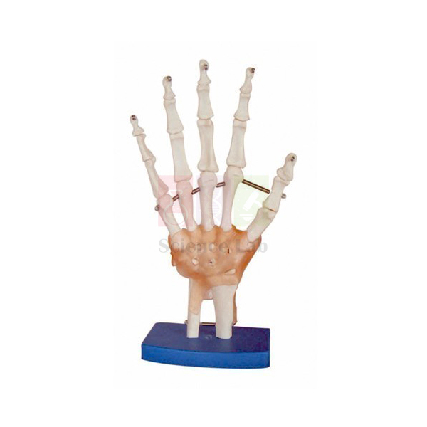 Human Hand Joint Model with Ligaments
